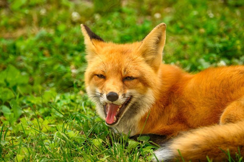 Discover Native Wildlife at the Sanctuary Exhibits