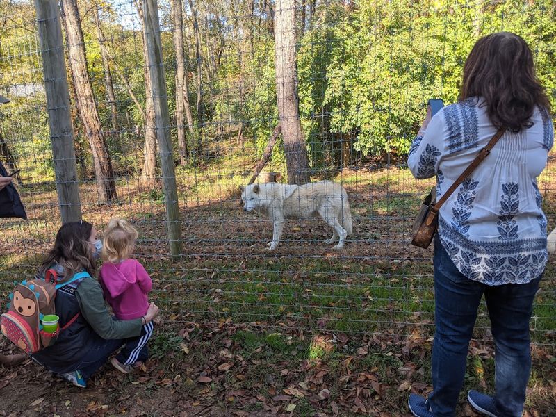 Learn the Truth About Wolves