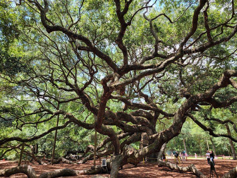 Angel Oak Tree, Johns Island, Charleston County