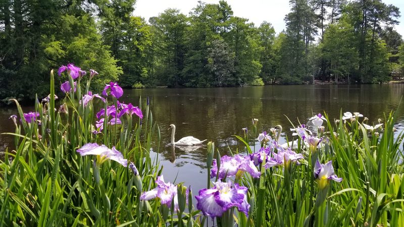 Swan Lake Iris Gardens - Sumter, Sumter County