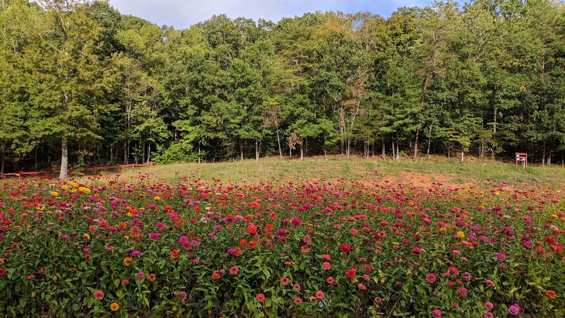 Burt's Farm, Dawsonville, Dawson County