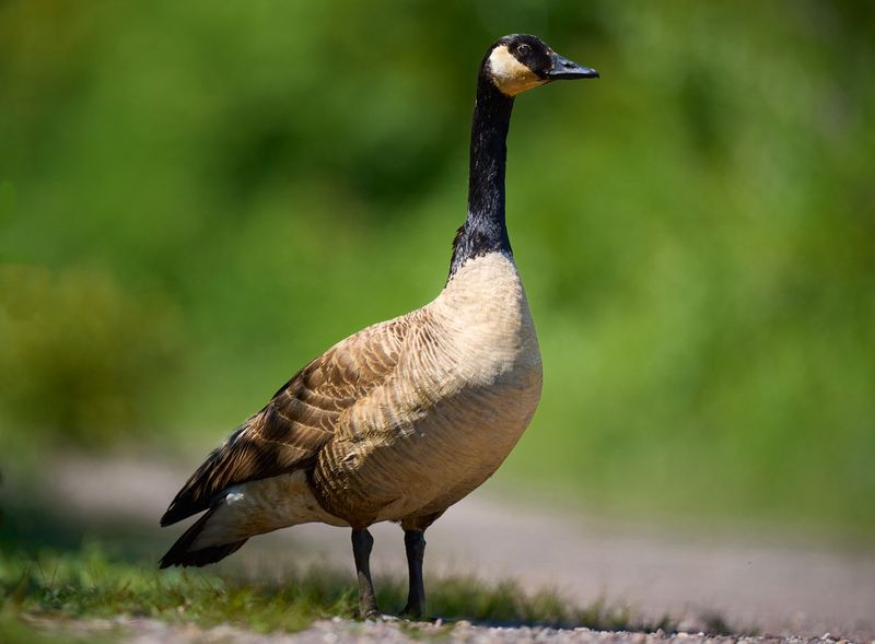 Jamaica Bay Wildlife Refuge, Queens, Queens County