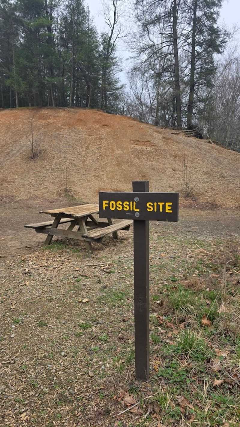 Suedberg Fossil Site