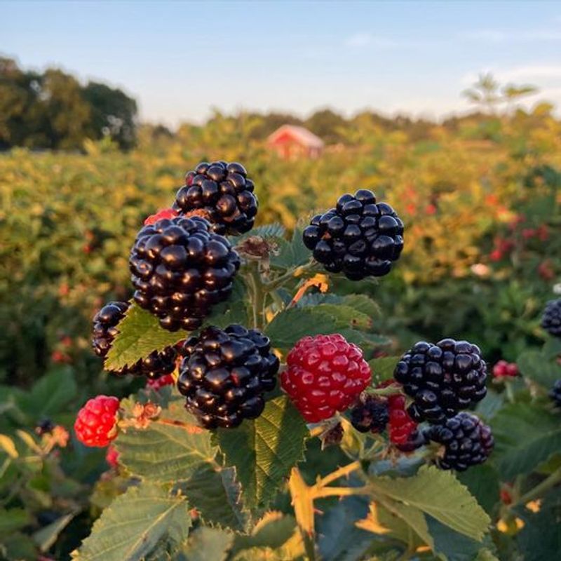 Meadowbrook Farm - Middletown, Butler County