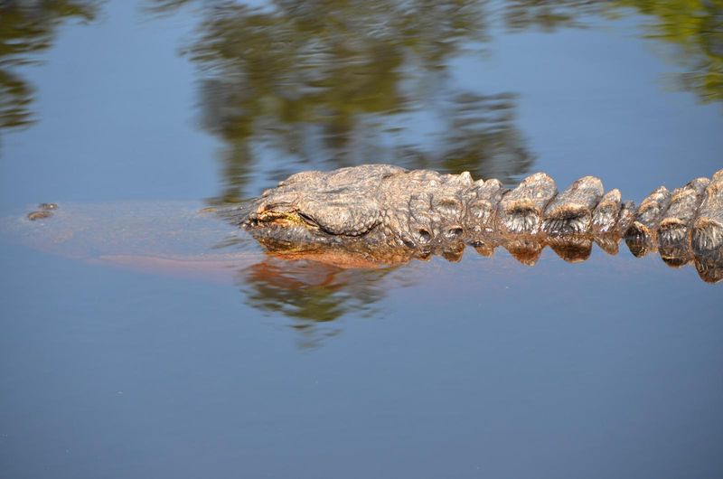 A Glimpse Into Georgia's Early Swamp Life
