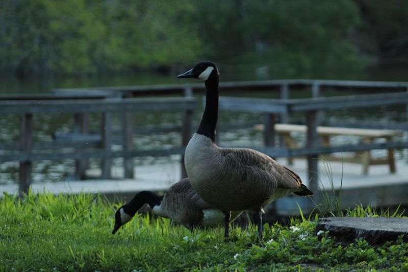 Five Rivers Environmental Education Center, Delmar, Albany County