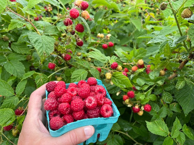 Shenk's Berry Farm