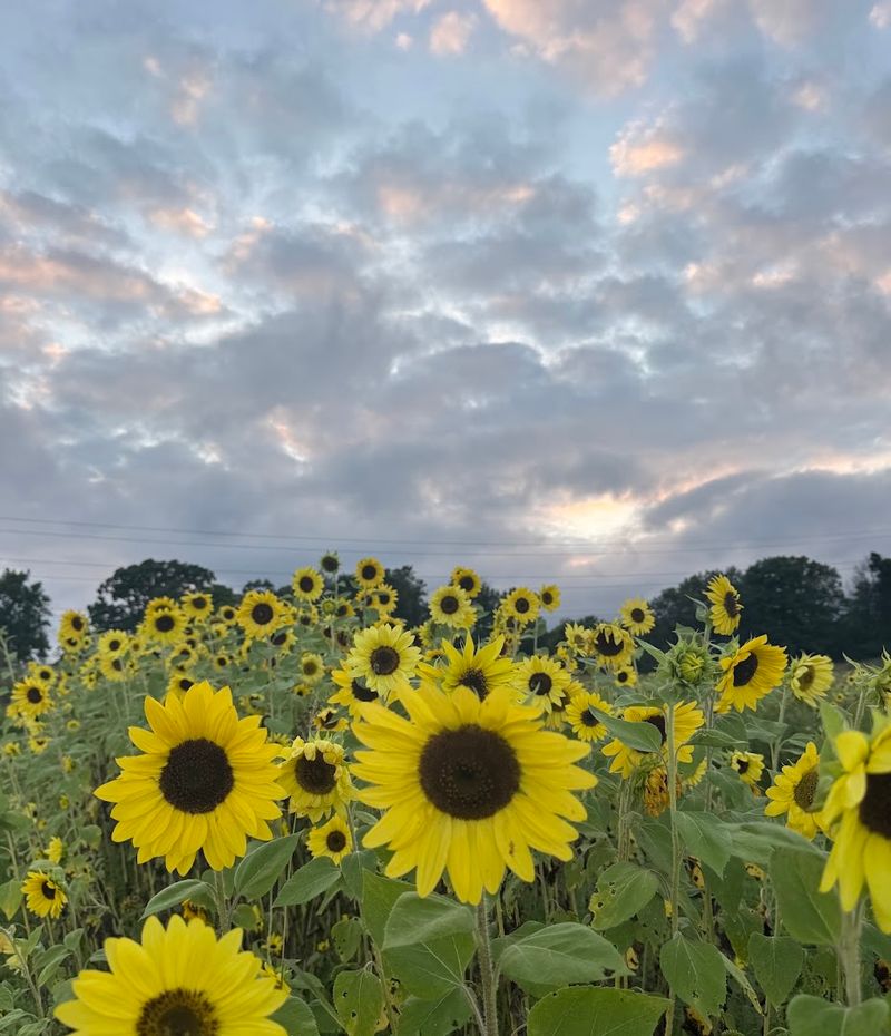 Manchester Blooms U-Pick Flower Farm
