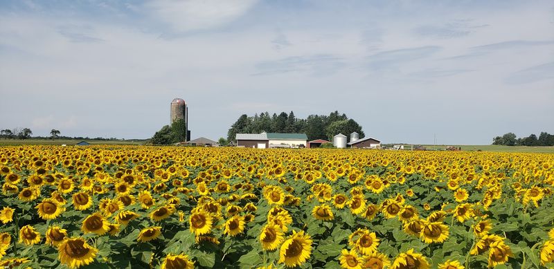 Degen Sunflower Farm