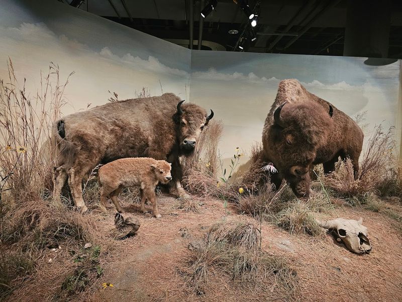 University of Iowa Museum of Natural History