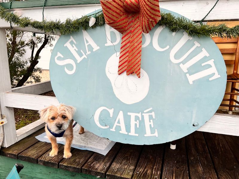 Pet-Friendly Porch Where Dogs Dine Too
