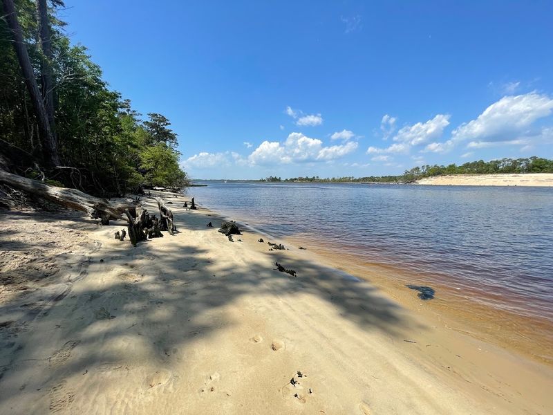 Carolina Beach State Park — Carolina Beach