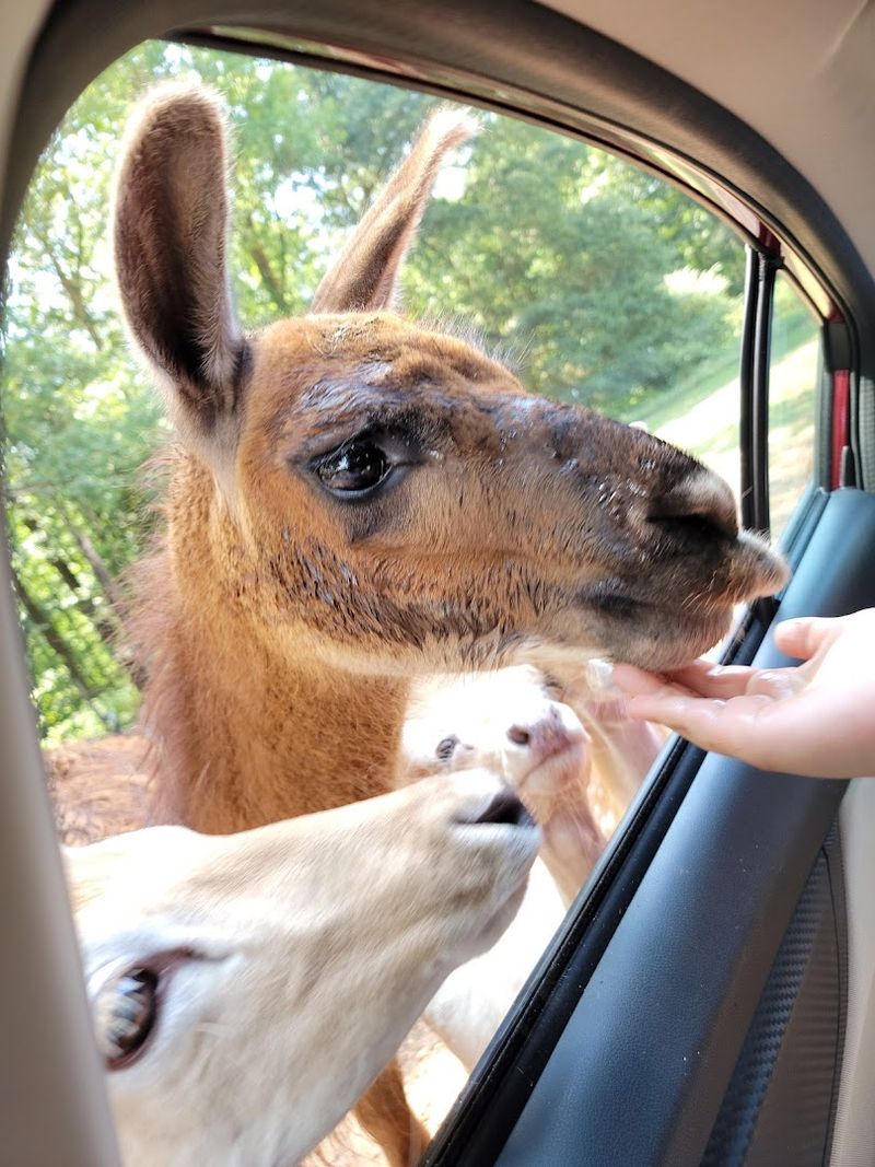 Lake Hartwell Wildlife Safari Park