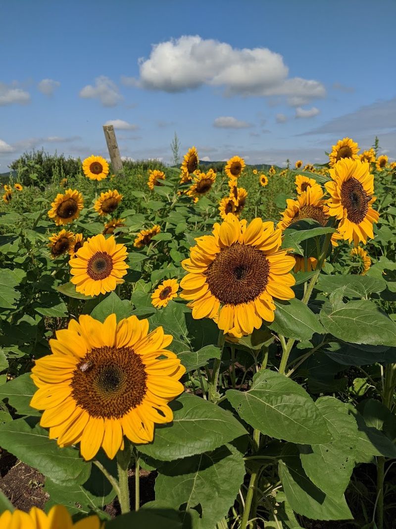 Fishkill Farms, Fishkill, Dutchess County