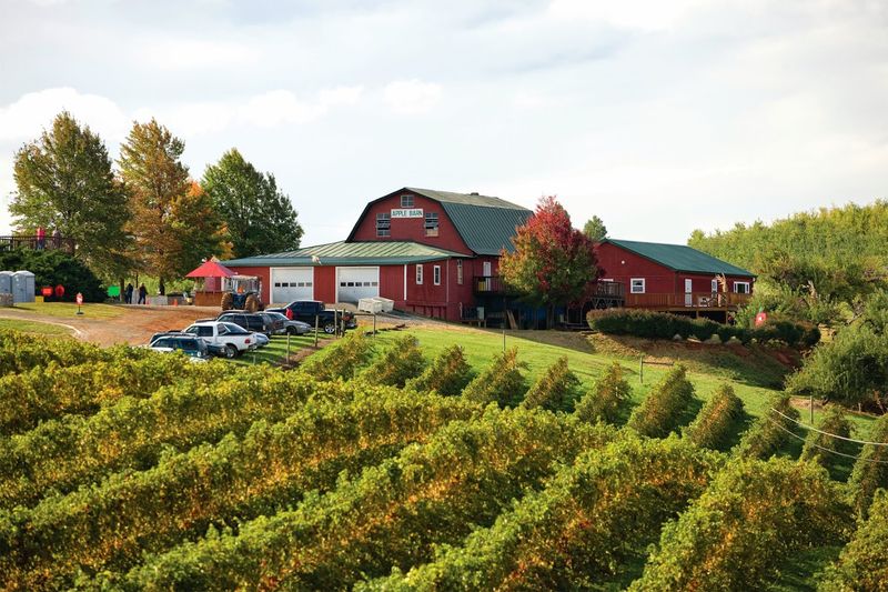 Carter Mountain Orchard - Charlottesville, Albemarle County,