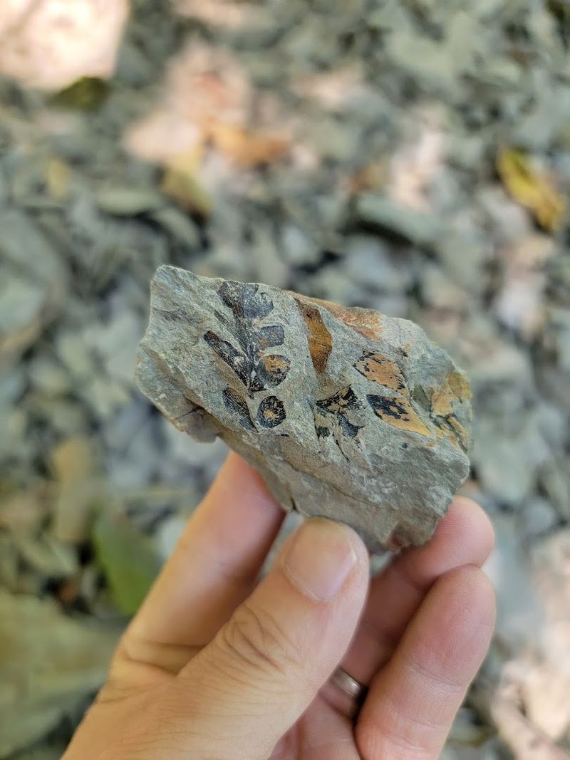 Fossils Cliff