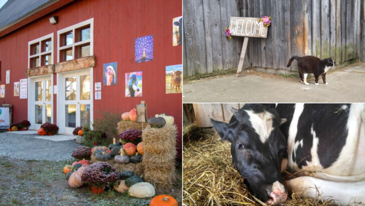 One Of Pennsylvania&rsquo;s Most Inspiring Animal Sanctuaries Deserves Far More Attention