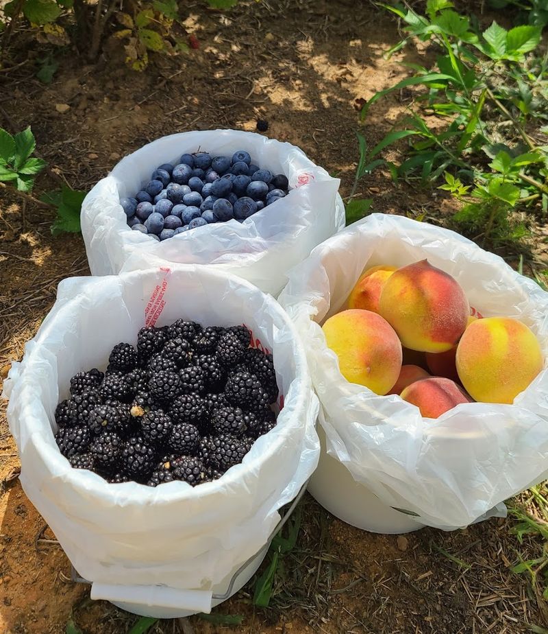 Sweets Berry Farm