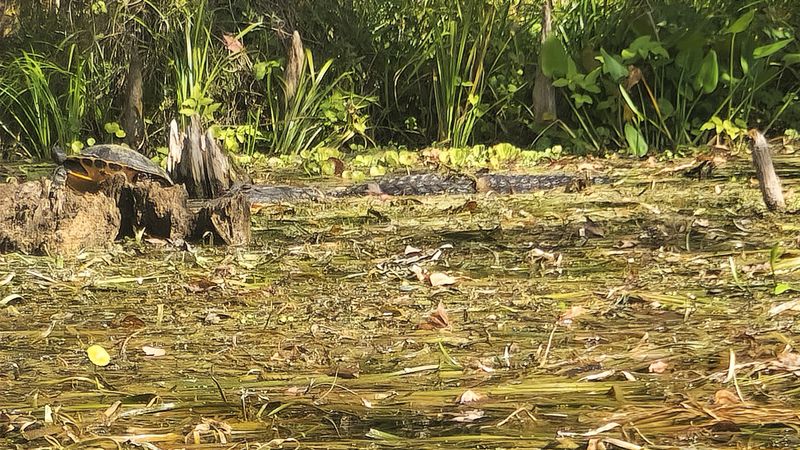 Alligator Viewing Without the Fear Factor