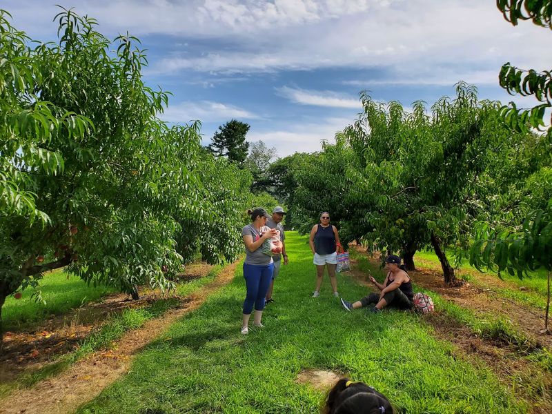 Sunshine Farm - Sherborn, Middlesex County