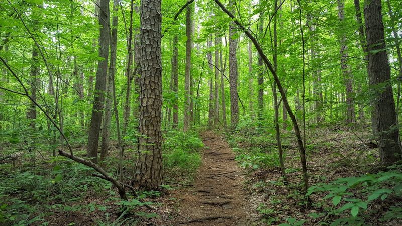 The Uwharrie National Recreation Trail