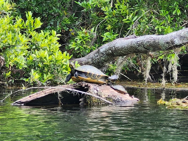 Wildlife Watching Wonderland