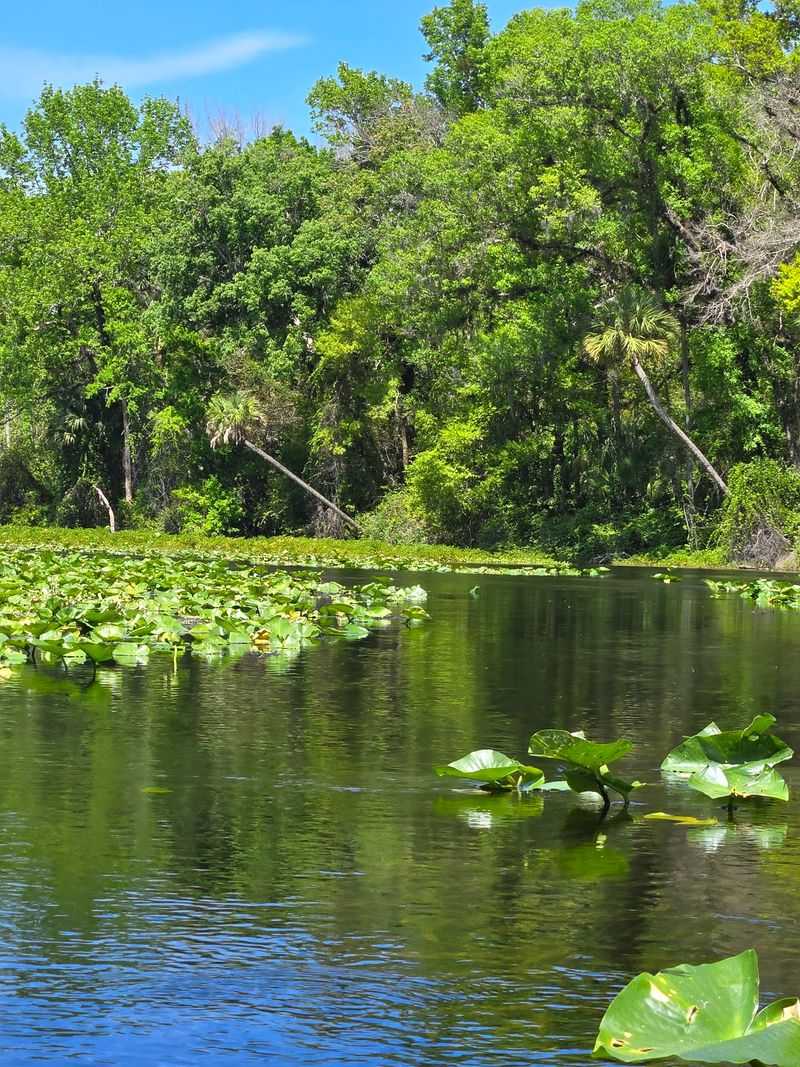 Forest Surroundings Give The Spring Its Quiet Charm