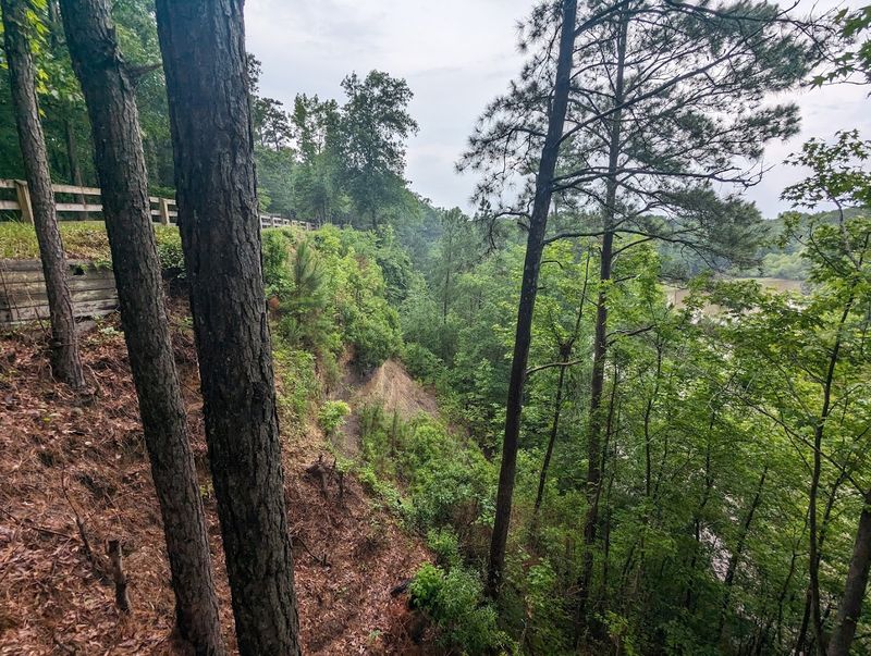 Hiking and Biking Through Restored Pine Forests