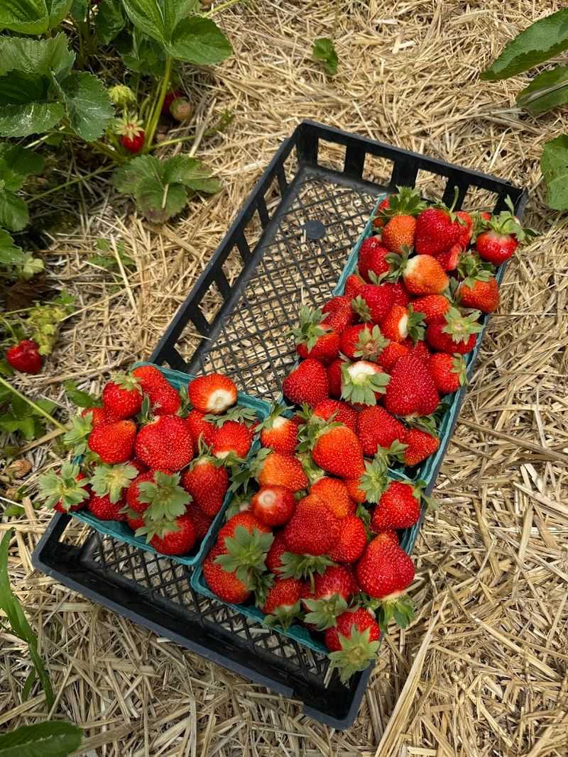 Hanson's Farm - Framingham, Middlesex County