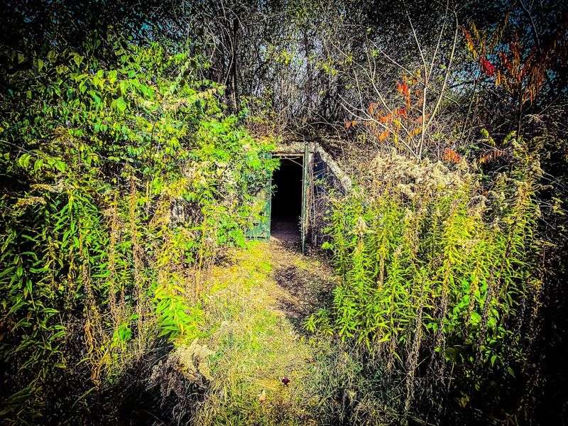 Notice How Nature Is Reclaiming the Bunkers
