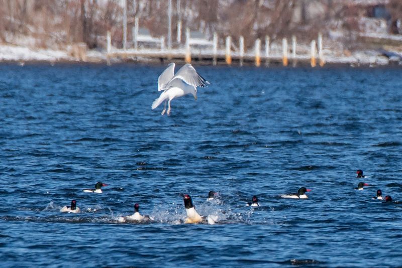 World-Class Birdwatching Without Leaving Metro Boston