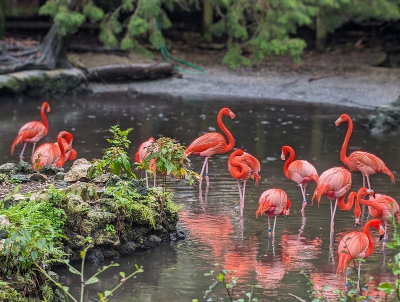 Homosassa Springs Wildlife State Park - Homosassa, Citrus County