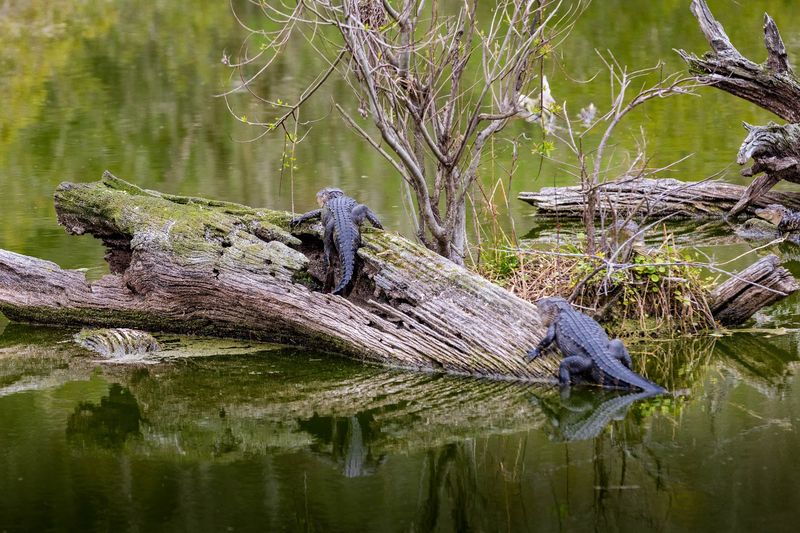 A Secret Spot For Wildlife Photography And Nature Lovers