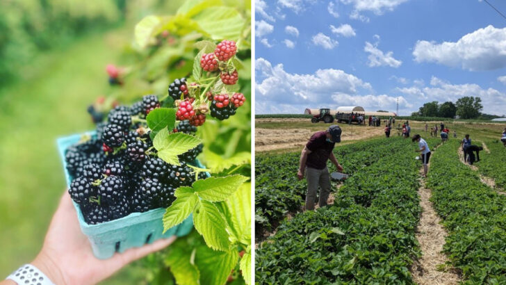 Pennsylvania Is Home To 12 Fruit-Picking Destinations Worth The Drive
