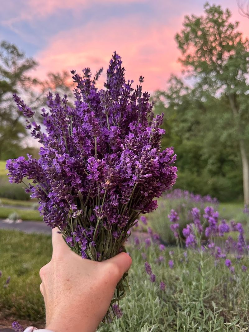Iowa Lavender (Ames)
