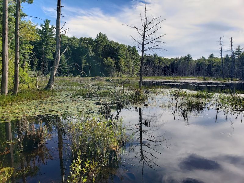 Wallis Pond And Quiet Reflection