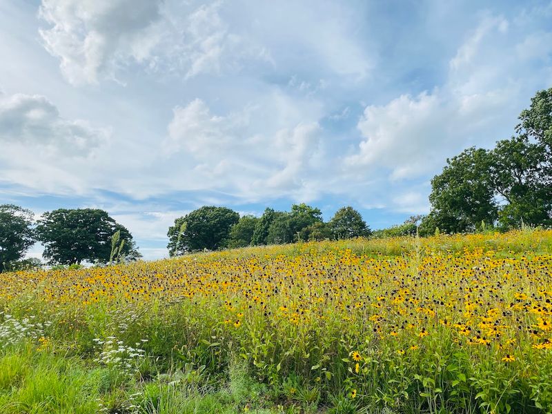 Wildflower Fields That Bloom Like Magic