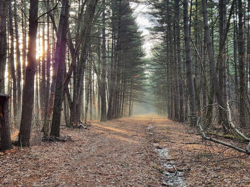 Shimek State Forest Roads & Trails - Farmington Area