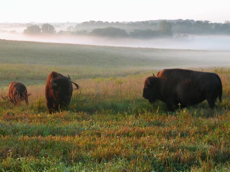 Neal Smith National Wildlife Refuge, Prairie City, Jasper County