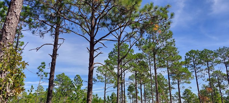 Carolina Sandhills National Wildlife Refuge - McBee, Chesterfield County