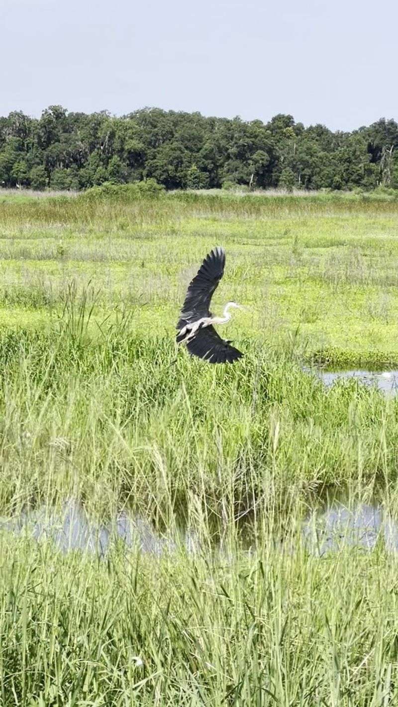 Savannah National Wildlife Refuge 