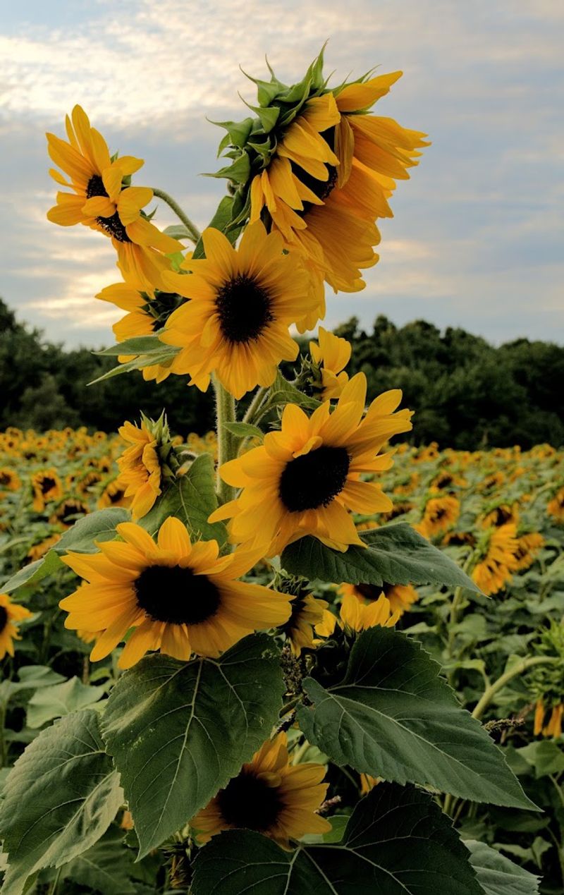 Marini Farm - Ipswich, Essex County