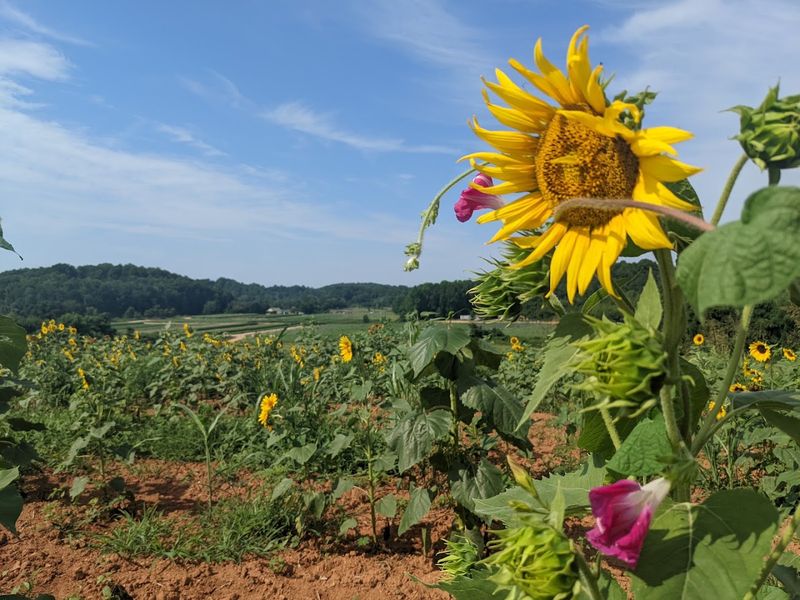 Beechwood Farm, Travelers Rest, Greenville County