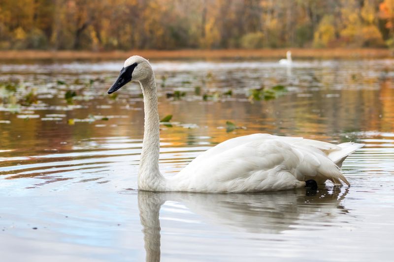 Why Bird Lovers Keep Coming Back