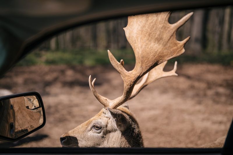 Why It Feels Like A Mini African Adventure