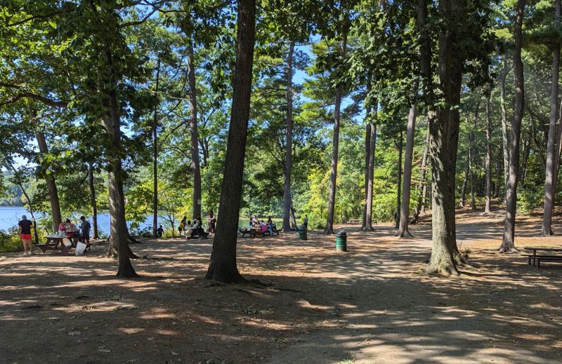 Shaded Picnic Spots Under Towering Trees