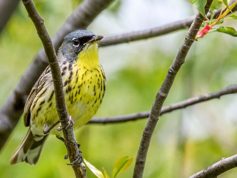Kirtland's Warbler Wildlife Management Area - Grayling, Crawford County