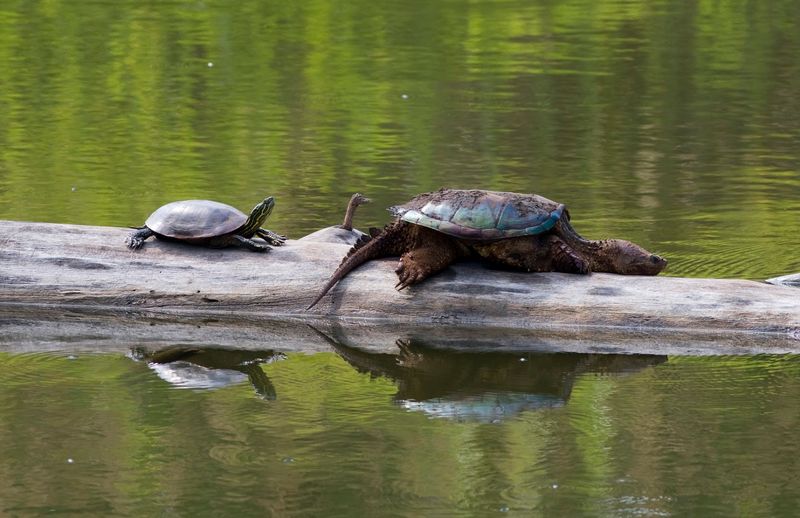 DeSoto National Wildlife Refuge (Missouri Valley)