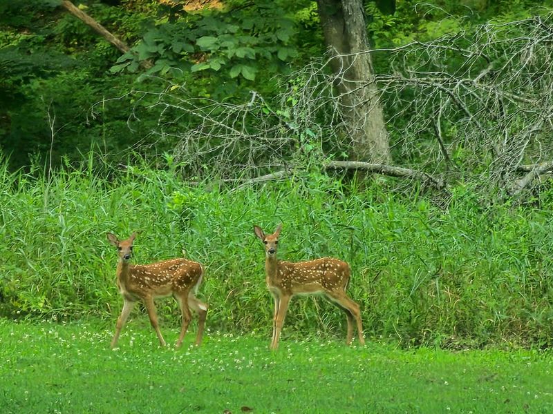 Wildlife Encounters in an Undisturbed Habitat