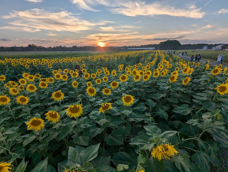 Sunflower Valley Farm, Watkins Glen, Schuyler County